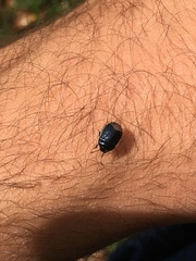 Canthophorus impressus