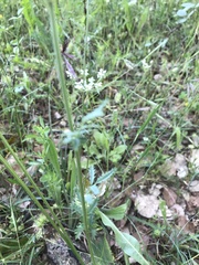 Sanguisorba verrucosa