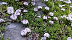 Globularia repens