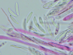 Mitrula lunulatospora