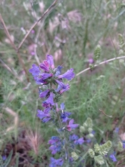 Echium vulgare