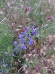 Echium vulgare