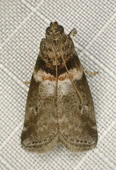 Acrobasis caryae