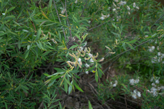 Salix vinogradovii