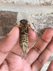 Magicicada septendecim