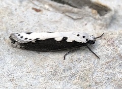 Ethmia bipunctella