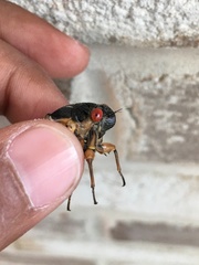 Magicicada septendecim