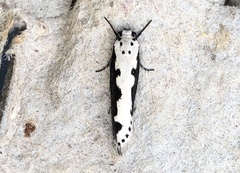 Ethmia bipunctella