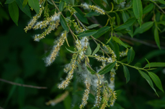 Salix vinogradovii