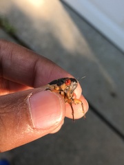 Magicicada septendecim