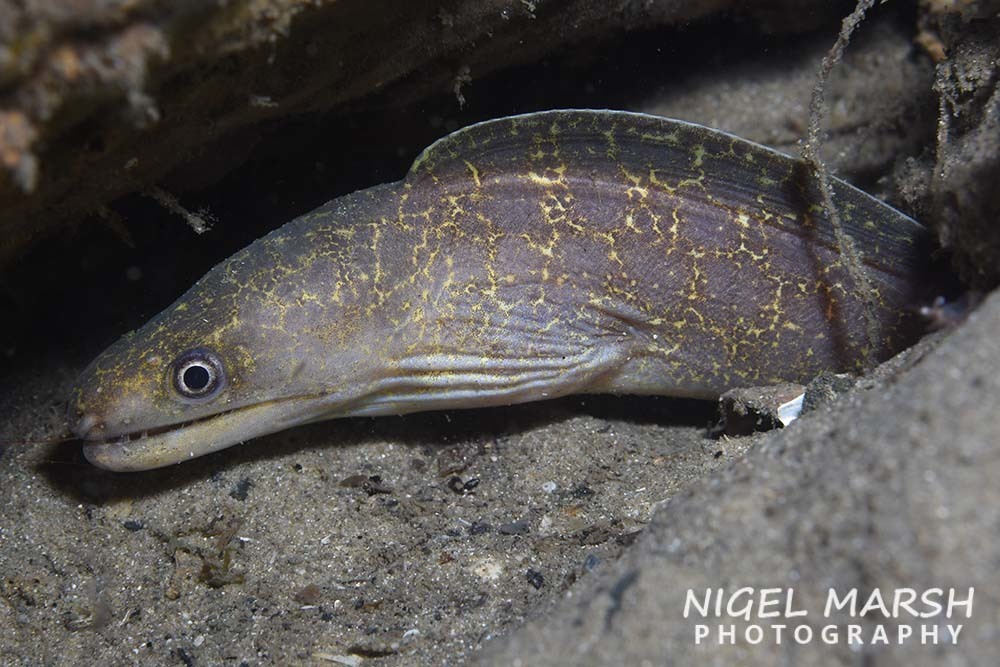 Highfin Moray