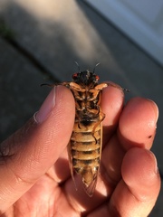 Magicicada septendecim