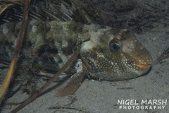 Leptoscarus vaigiensis