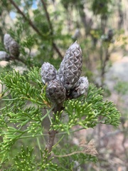 Petrophile canescens