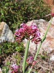 Centranthus lecoqii