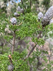 Petrophile canescens