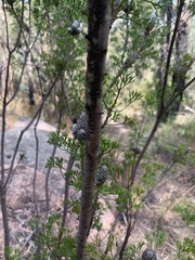 Petrophile canescens