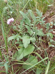 Psephellus ciscaucasicus