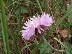 Psephellus ciscaucasicus