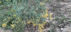 Nicotiana glauca