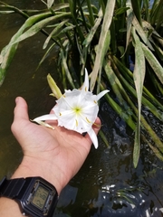 Hymenocallis coronaria