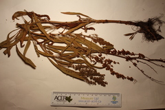 Rumex triangulivalvis