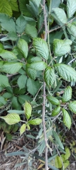 Rubus ulmifolius