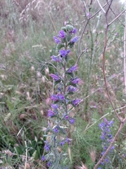 Echium vulgare