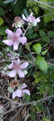 Rubus ulmifolius