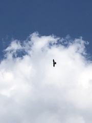 Ictinia mississippiensis