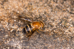 Volucella