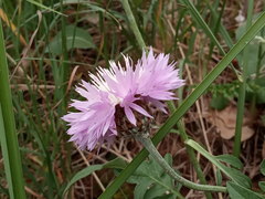 Psephellus ciscaucasicus