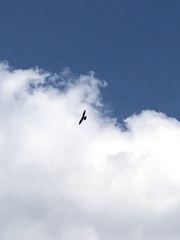 Ictinia mississippiensis