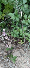 Rubus ulmifolius