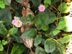 Persicaria capitata