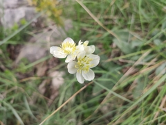 Thalictrum tuberosum