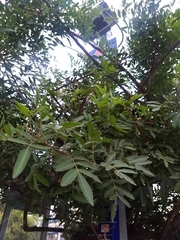 Schinus terebinthifolia