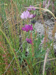 Lupinus hispanicus