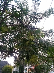 Schinus terebinthifolia