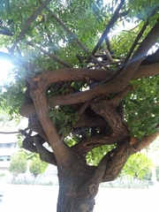 Schinus terebinthifolia