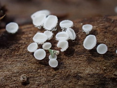 Lachnum brevipilosum