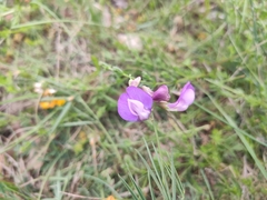 Lathyrus filiformis