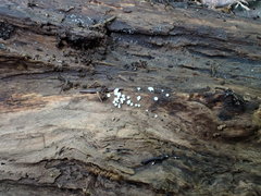 Lachnum brevipilosum