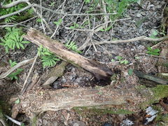 Lachnum brevipilosum