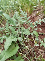 Psephellus ciscaucasicus