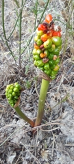 Arum italicum