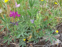 Lupinus hispanicus