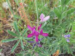 Lupinus hispanicus
