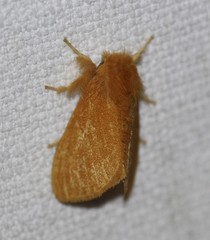 Euproctis crocea
