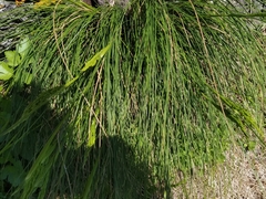 Festuca petraea